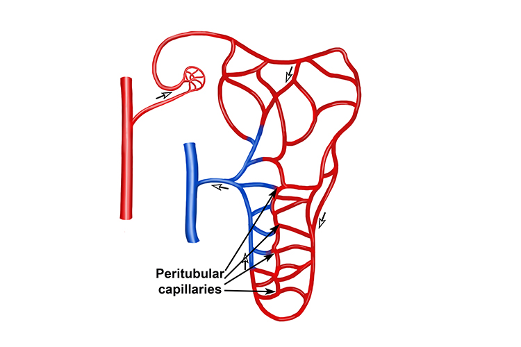 The peritubular capillaries reabsorb needed substances such as salts and glucose 